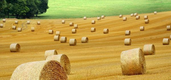 Satte Kursgewinne mit der grünen Transformation! Wie Coca-Cola, Bayer, MustGrow und PepsiCo an die Zukunft denken