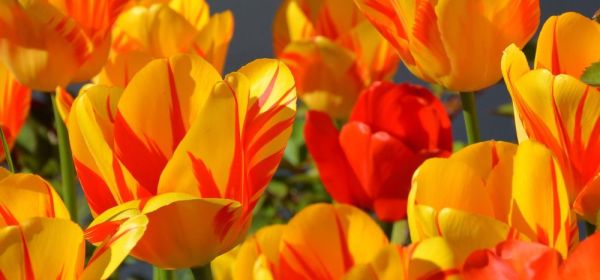 Traumrenditen mit &Ouml;l- und Gas! Zugreifen bei Pure One, Vorsicht bei BP, OMV und Nordex