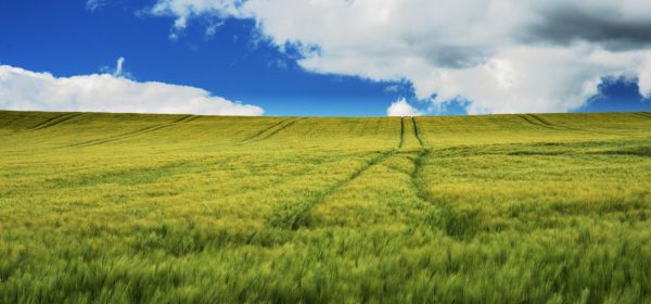 Bayer, MustGrow Biologics, BASF zwischen Pflanzenschutz von gestern und Biologicals von morgen