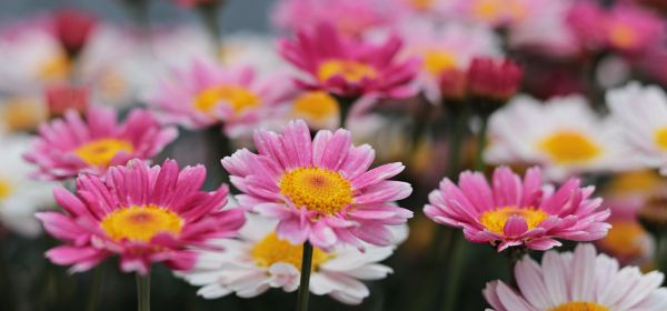 Black Friday: DAX explodiert und BioTech ist wieder en Vogue: Achtung 100 % bei Bayer, Vidac Pharma und Novo Nordisk möglich