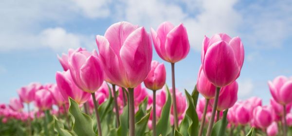 Das ist bombig! &Ouml;l-Knappheit als Wendepunkt f&uuml;r Uran und Wasserstoff mit Siemens Energy, Standard Uranium, Plug Power und Nel ASA