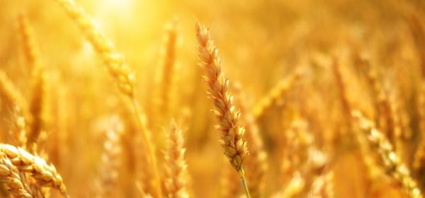 D&uuml;nger Notstand 2026: Warum Bayer, MustGrow Biologics und Yara International jetzt auf Ihrer Einkaufsliste stehen m&uuml;ssen