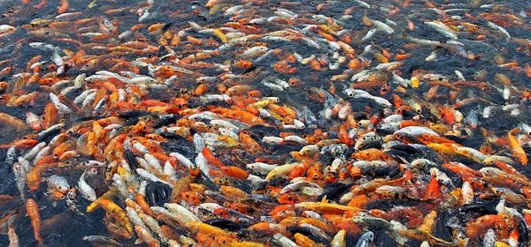 Gegen den geopolitischen Sturm: Warum Silver Viper, SAP, Deutsche Telekom und TeamViewer jetzt interessant sind