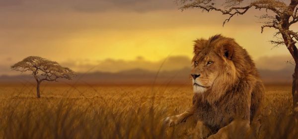 Gold 4.800 USD - V&ouml;llig &uuml;bersehen und mit Turbo im Kreuz! Desert Gold mit erster F&ouml;rderung in 2026