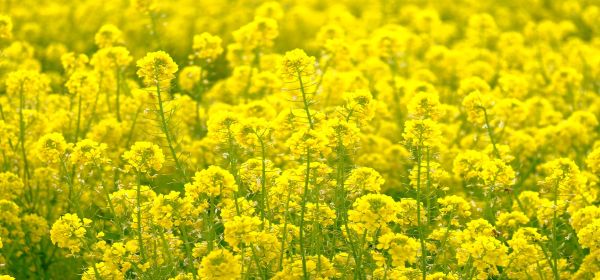 Gr&uuml;ne Versprechen, gelbe L&ouml;sungen: KWS Saat, Mustgrow Biologics und Corteva im Check