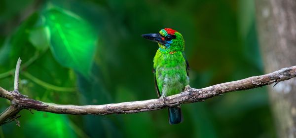 Iran und das verflixte &Ouml;l &ndash; Alternativen auf dem Vormarsch! CHAR Technologies, Nordex und Siemens Energy im Fokus