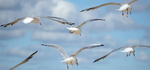 R&uuml;stungsaktien im NATO-Aufwind! Boeing, Volatus Aerospace, Dassault, RTX und DroneShield im Rampenlicht