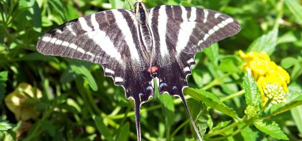 Sektor-Rotation spricht f&uuml;r BioTech und LifeSciences! BASF, MustGrow, Novo Nordisk und BioNTech auf der Startrampe