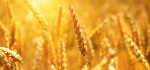 USA-IRAN: Jetzt &ouml;ffnet die Stra&szlig;e von Hormus! Ein Sektor-Kaufsignal f&uuml;r Bayer, MustGrow, BASF und K+S!